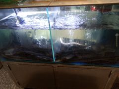 水产区-本炙炭烤·蒲烧活鳗料理店(金沙洲店)