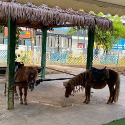 -萌宠亲子动物乐园(槐房万达店)