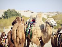 -库伦旗银沙湾旅游景区