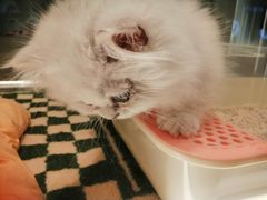-babydoll猫舍·米努特·德文·缅因(久光中心店)