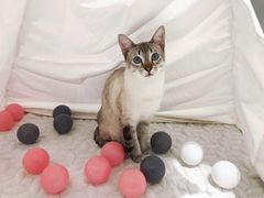 -藏猫猫咖啡主题馆(中央大道店)