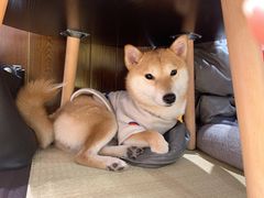 -逗柴咖啡屋·狗咖猫咖宠物桌游