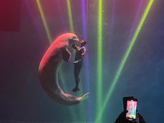 -芜湖新华联大白鲸海洋公园