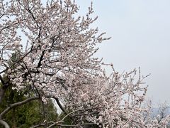 -白水寺森林公园