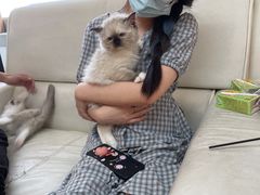 -lincat·猫舍(广州店)
