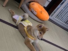 -逗柴咖啡屋·狗咖猫咖宠物桌游