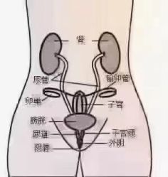 -香薇妮丝·定制减肥·身材管理