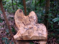 -武吉知马自然保护区