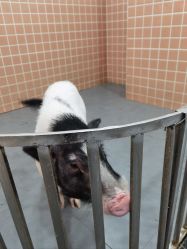 -Moni星球萌宠·小马宝莉·灵蛇·高端高阶全萌宠互动体验俱乐部(红豆国际广场店)