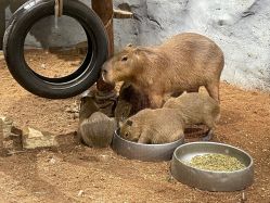 -Zoolung Zoolung动物主题公园(海信广场店)