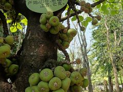 -云南勐巴娜西珍奇园
