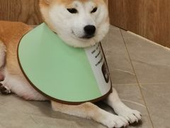 -和它·交个朋友·狗咖猫咖(爱琴海店)