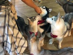 -Husky Go! 哈士奇体验馆·宠物咖啡厅狗咖