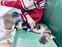 -Let's go狗咖·猫咖·奶狗·桌游(春熙路IFS店)