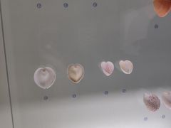 -青岛贝壳博物馆