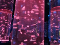 -海合安成都极地海洋公园