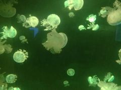 -南昌海洋公园