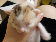 -申普宠物医院·心脏介入·心血管微创(总院)