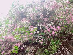 -深圳国际园林花卉博览园