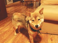 -柴务处·柴犬主题狗咖