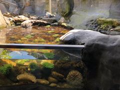 -西雅图水族馆