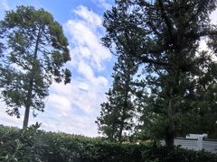 -东平国家森林公园