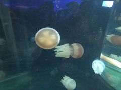 -悉尼海洋生物水族馆