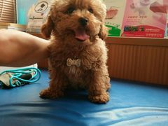 -芭比堂动物医院·犬猫全科·异宠专科(雁塔分院)