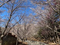 -樱花山风景区