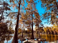 -上海长兴岛郊野公园