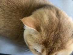 -宠福鑫动物医院(城北分院)