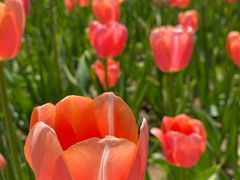 -石家庄市植物园