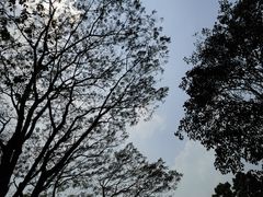 -中国科学院西双版纳热带植物园