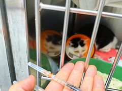 -御宝贝·A梦猫科宠物医院(国际猫友好医院)