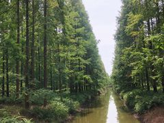 -黄海国家森林公园