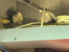 -甘家界牌柠檬鸭(青山店)