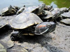 景点-湖光岩风景区