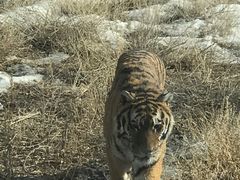 -新疆天山野生动物园
