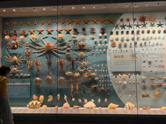 -贝林大翅鲸简餐厅(国家海洋博物馆店)