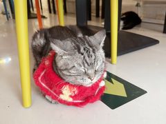 -平行世界·猫咖(首经贸店)