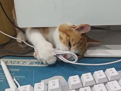 -瑞派名望志远动物医院·猫科·內科·异宠专科(直港大道店)