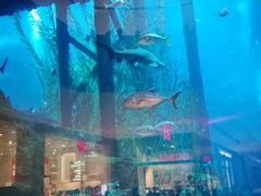 -迪拜水族馆及水下动物园
