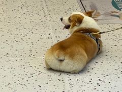 -瑞派康怡24h宠物医院·犬猫医疗中心·微创绝育(瑞景分院)
