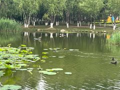 -前关湿地公园