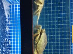 -徽三说·土徽菜·中国徽菜连锁品牌(一中店)