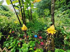 -中国科学院西双版纳热带植物园