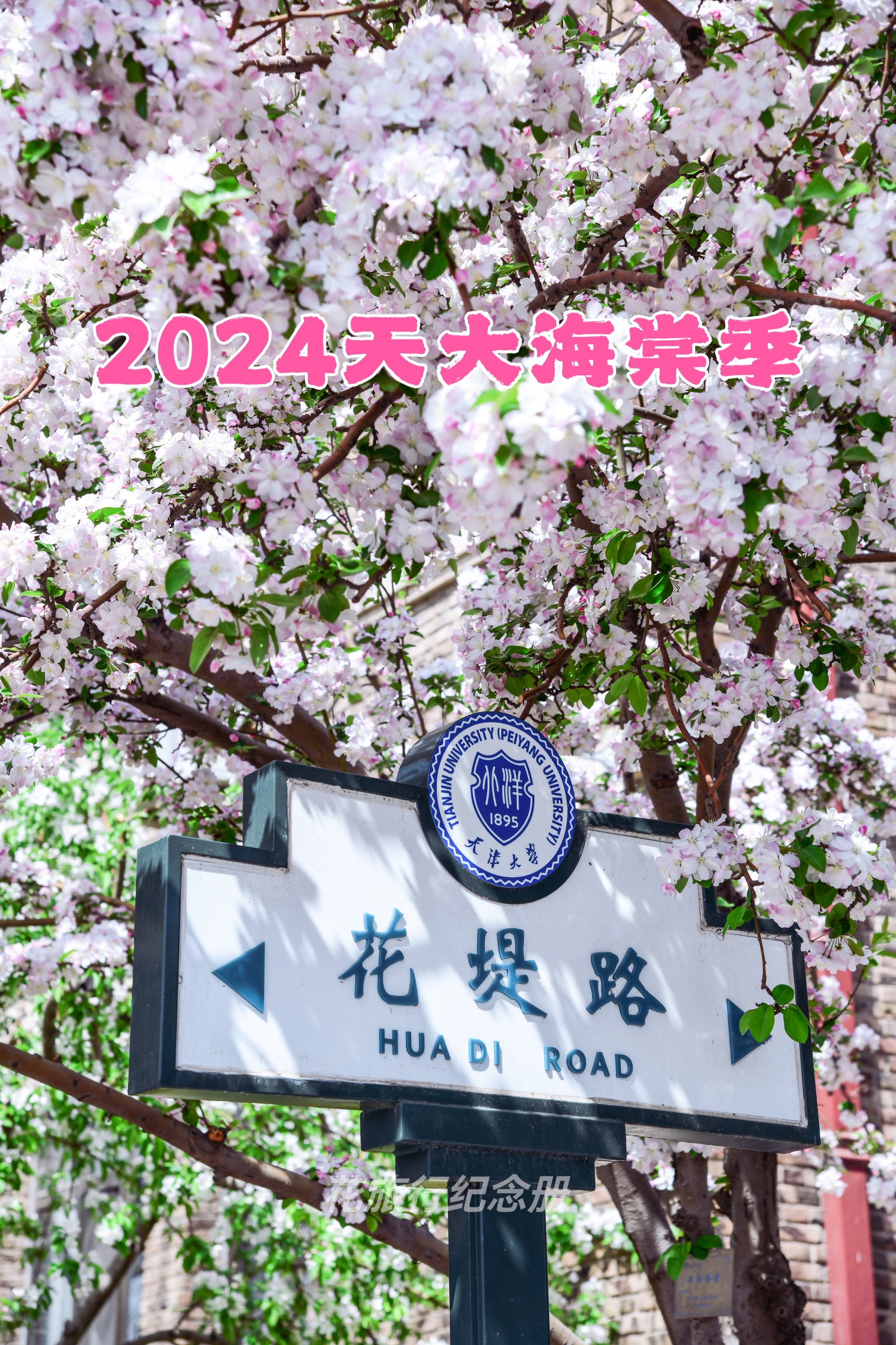 2024天津大学海棠花节