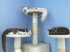-喵的天空名猫咖啡馆·撸猫·猫舍·用品