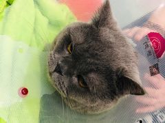 -伟伟宠物医院·CT影像中心·瑞派犬猫综合性门诊(汉口总院)