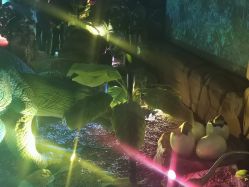 -恐龙探索乐园(磁器口店)